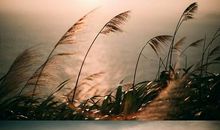 追逐光逆光_800字