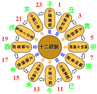 生理常识亮点 - 人体的四大
