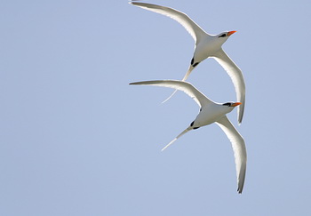 读“飞行，即使是翅膀被打破”_450字