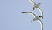 读《飞翔，哪怕翅膀断了心》_450字