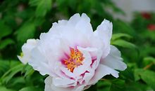 走在牡丹花盛开的路上_1200字