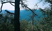 太阳总会从东方升起_400字