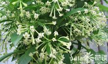 夜来香之赞_250字