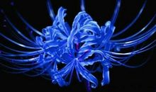 一朵彼岸花_600字