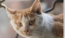 邻居家的猫_500字