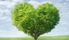 你是别人的一棵树_450字