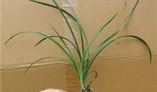 我见到黄菊了_350字