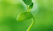 人才尖芽微微出_1500字