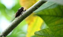 【观察与感悟】盛夏听蝉_700字