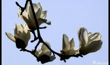 美丽的白玉兰_350字