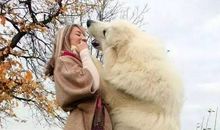 我再也不怕狗了_400字