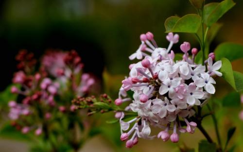 “丁香花”，你能听到天堂_650字