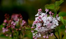 《丁香花》，你在天堂能听见吗_650字