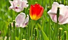 生命的芳香_700字