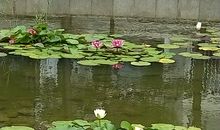 我们小区的小池塘_350字