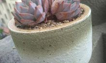 寒假征文：忆往昔，憧未来_800字