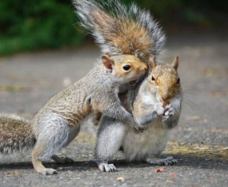 最可爱的小动物_250字