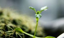 第一场春雨_450字