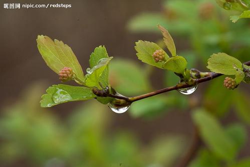 春雨淅淅图案_500字