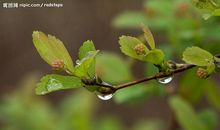 春雨淅淅沥沥_500字