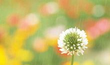 春雨，你让我陶醉_550字