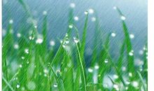 关于春雨的作文：好雨知时节_550字