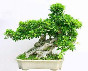 Banyan Bonsai _250字