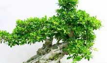 榕树盆景_250字