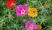 死不了的“太阳花”_300字