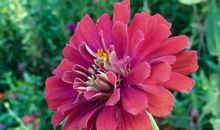 友谊之花开在四季_450字