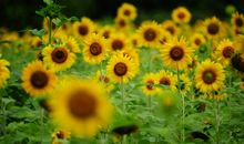 雨天的笔记_150字