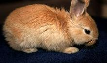 小花猫借雨伞_350字