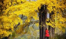 关于秋天的作文：银杏飞舞又一秋_600字