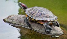 原来巴西龟是入侵物种_650字