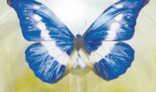 美丽的蝴蝶_900字