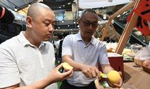 桃花心木开大会_750字