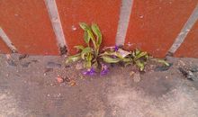 关于春雨的作文：春雨洗过的村庄_700字