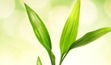 我是一株小草_450字