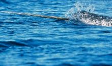 独角鲸的自述_800字