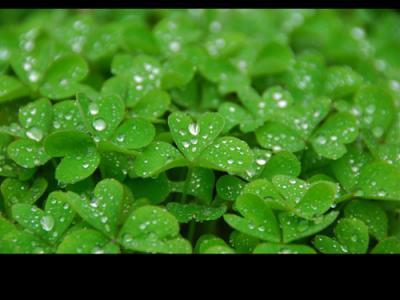 春雨组成：春雨_500字