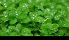 关于春雨的作文：春雨_500字