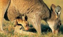 兔子营救小袋鼠_900字