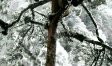 关于玩雪的作文：雪趣_800字