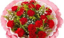 母亲之花——康乃馨_300字