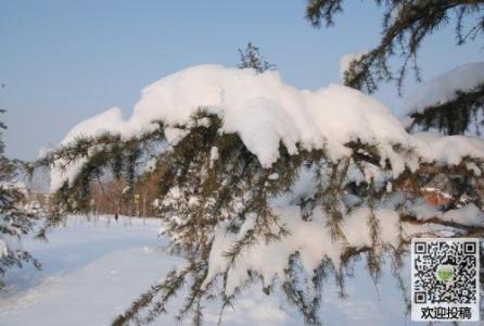 演奏雪的组成：玩雪的乐趣_450字