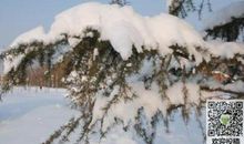 关于玩雪的作文：一次有趣的玩雪_450字