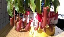 神奇的猪笼草_550字