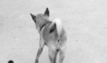 小狗和小鸭_300字