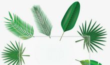 街那边的树叶_100字