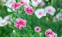 开在记忆深处的花朵_1500字